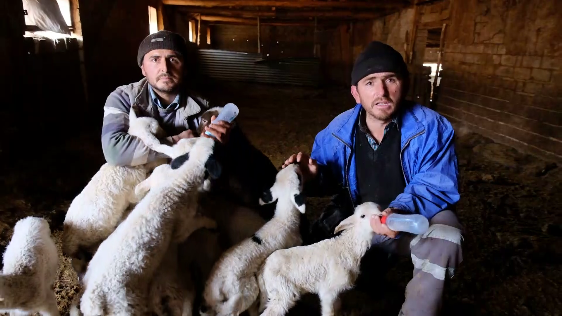 124-koyunlari-calindi-kuzulari-biberonla-besliyorlar.mp4_000090400.png