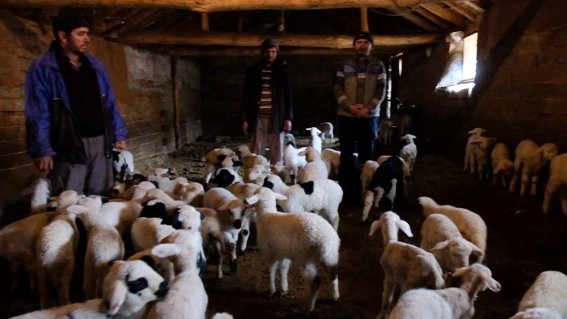 124-koyunlari-calindi-kuzulari-biberonla-besliyorlar.mp4_000156360.png