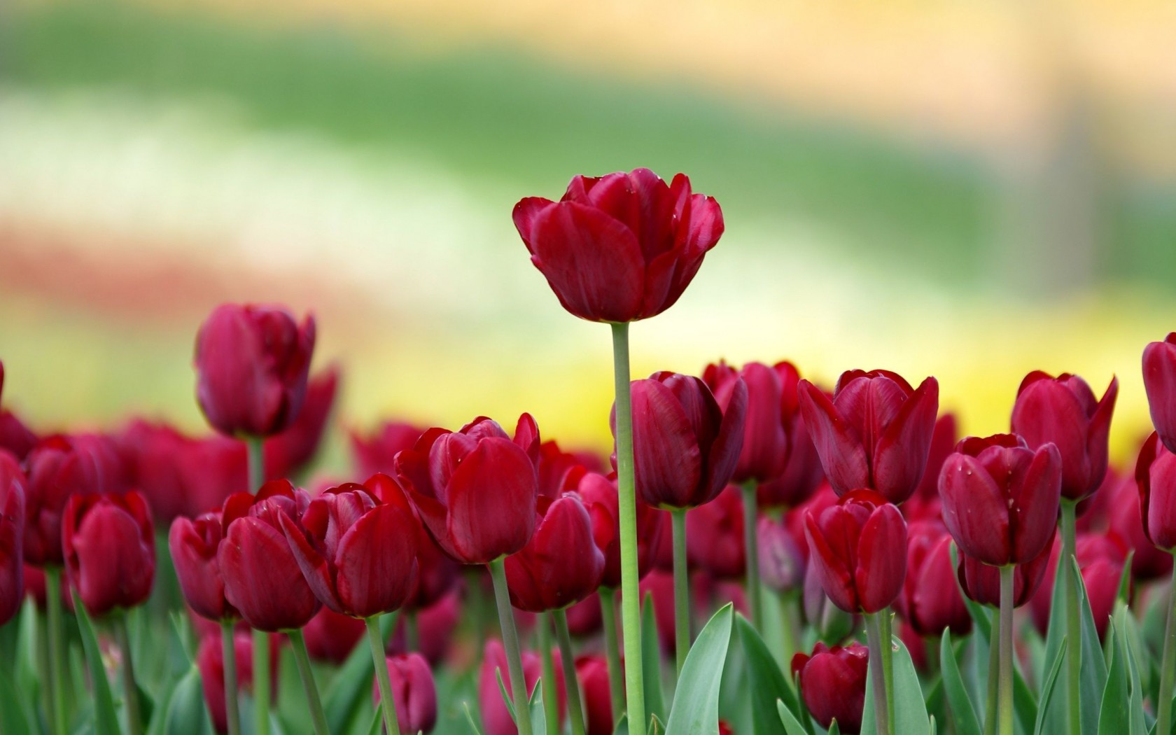 6807934-red-tulips.jpg