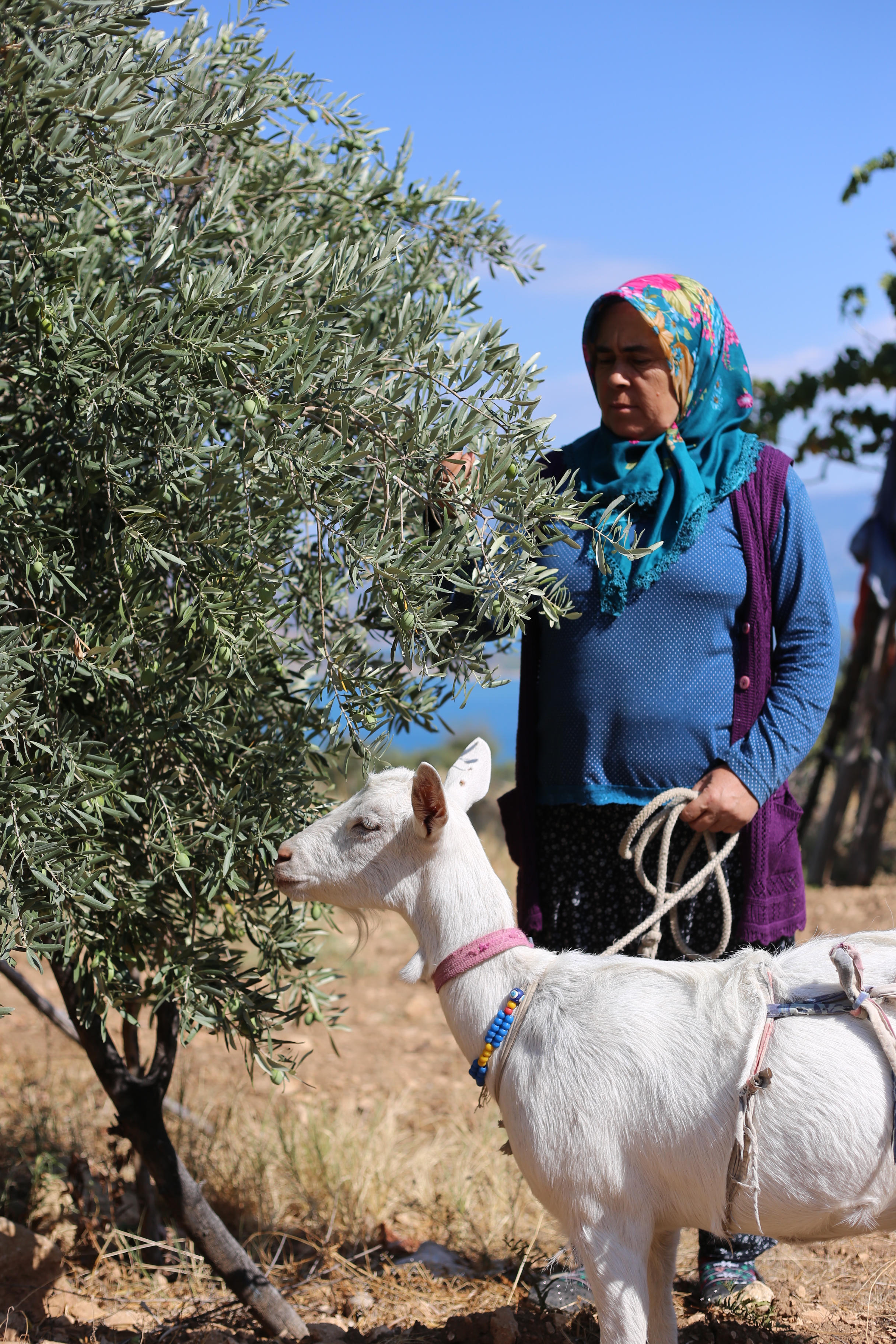 ermenek-zeytin-yagi.JPG