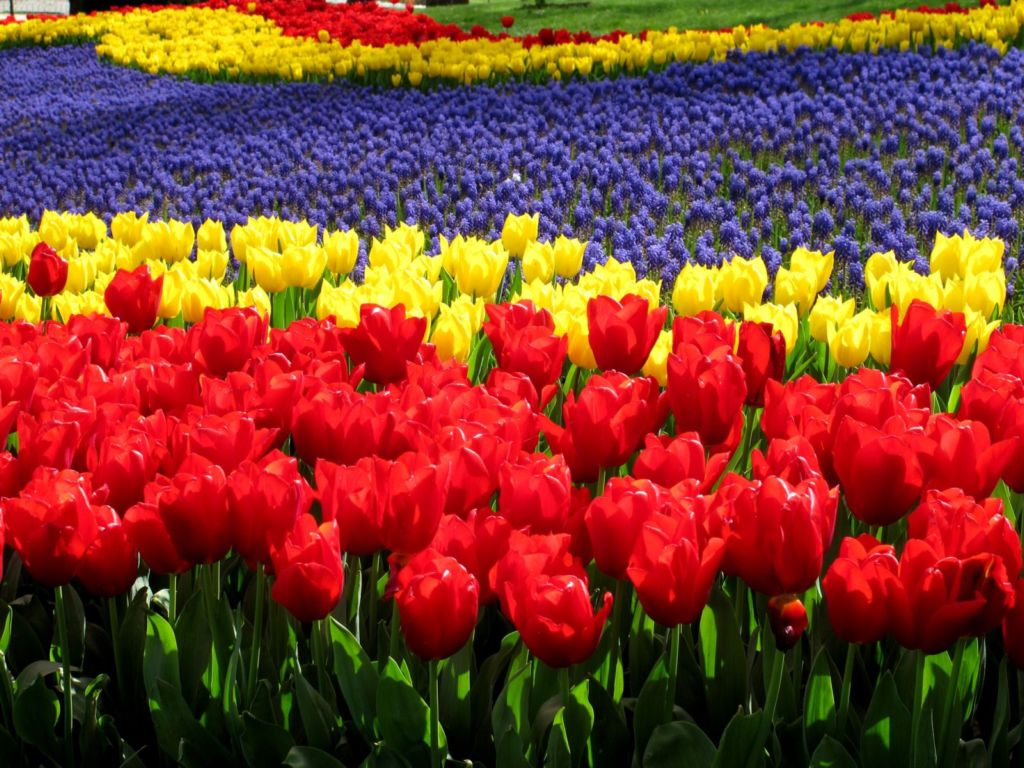 istanbul_tulip_festival_2016_8.jpg