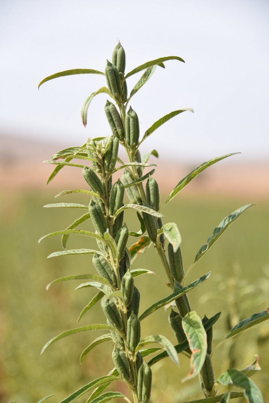 konyada-susamlarin-ilk-hasadi-yapildi.jpg