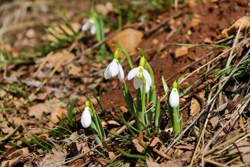 konyanin-yuksek-kesimlerinde-havalarin-isinmasiyla-birlikte-kardelenler-cicek-acti.jpg