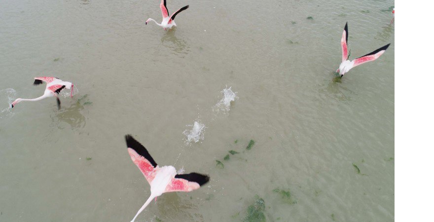 kus-cenneti-akgol-sazligi’na-flamingolar-geldi-002.jpg