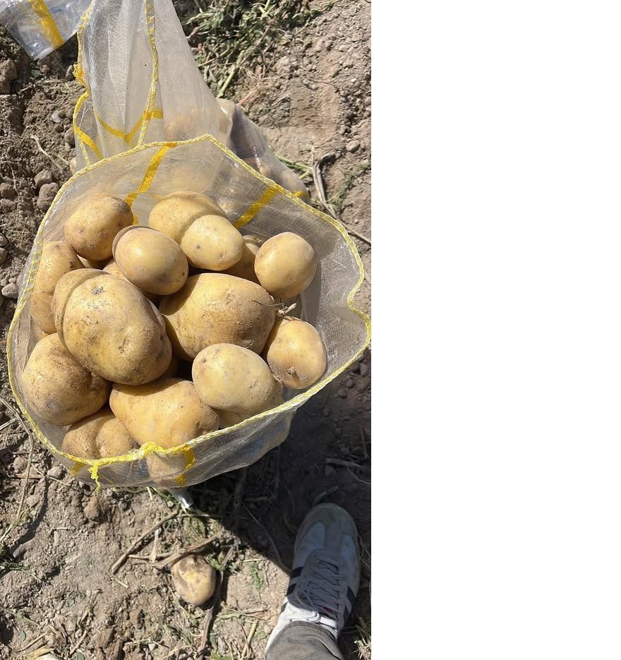 patates.jpg
