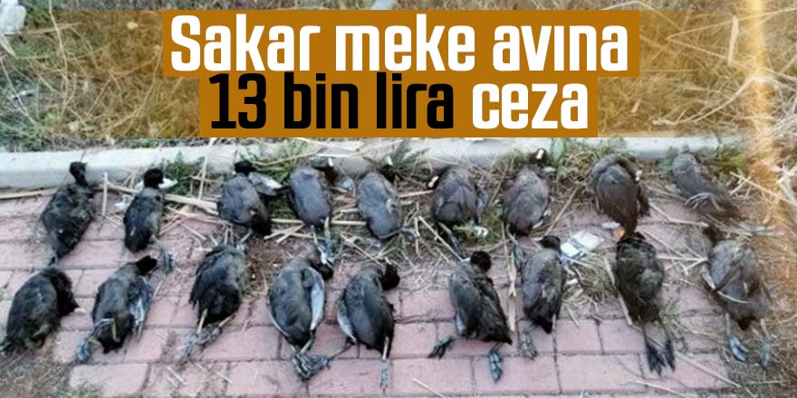 sakar-meke-avinin-cezasi.jpg