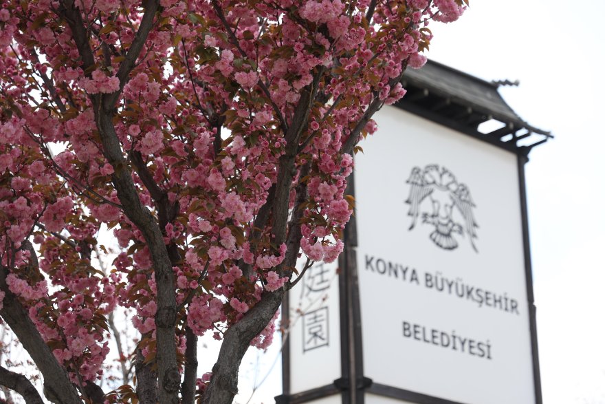sakuralar-icin-japonyaya-gitmenize-gerek-yok-konyada-sakura-mevsimi-basladi-002.jpg