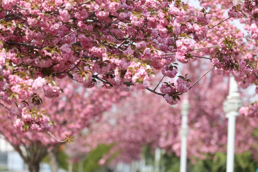 sakuralar-icin-japonyaya-gitmenize-gerek-yok-konyada-sakura-mevsimi-basladi-005.jpg