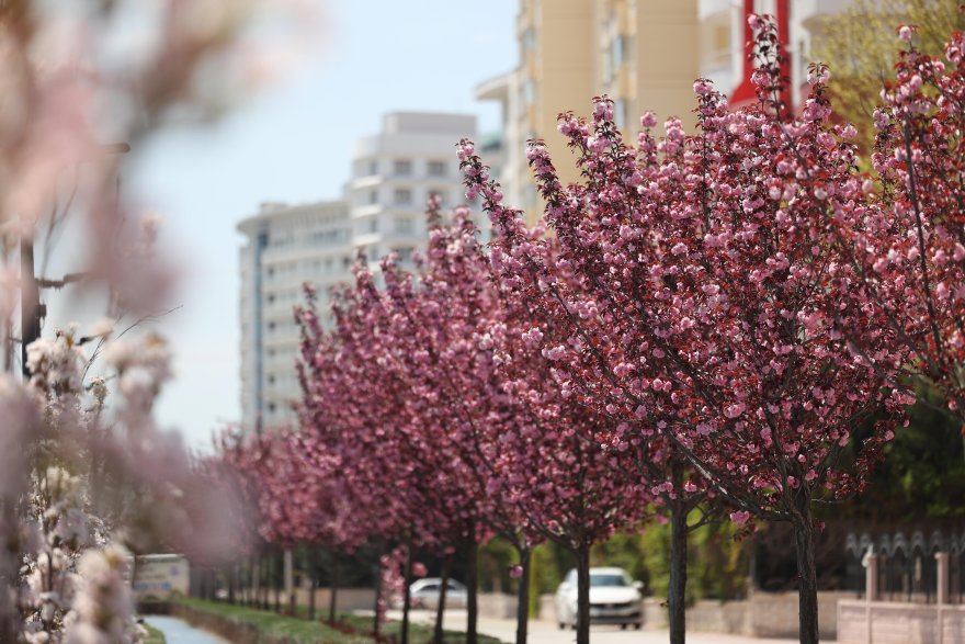 sakuralar-icin-japonyaya-gitmenize-gerek-yok-konyada-sakura-mevsimi-basladi-006.jpg