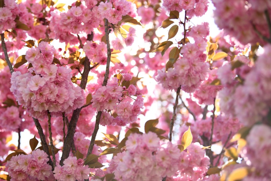 sakuralar-icin-japonyaya-gitmenize-gerek-yok-konyada-sakura-mevsimi-basladi-008.jpg