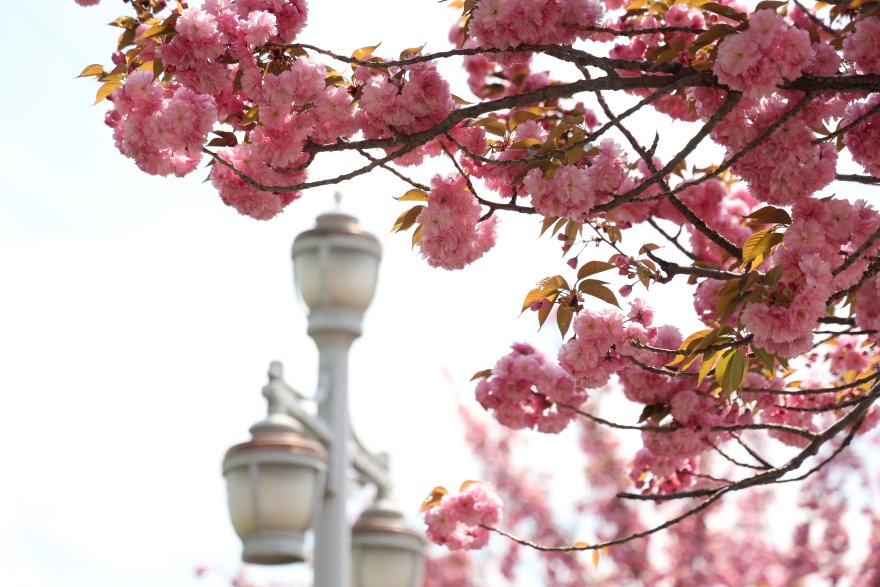 sakuralar-icin-japonyaya-gitmenize-gerek-yok-konyada-sakura-mevsimi-basladi-009.jpg