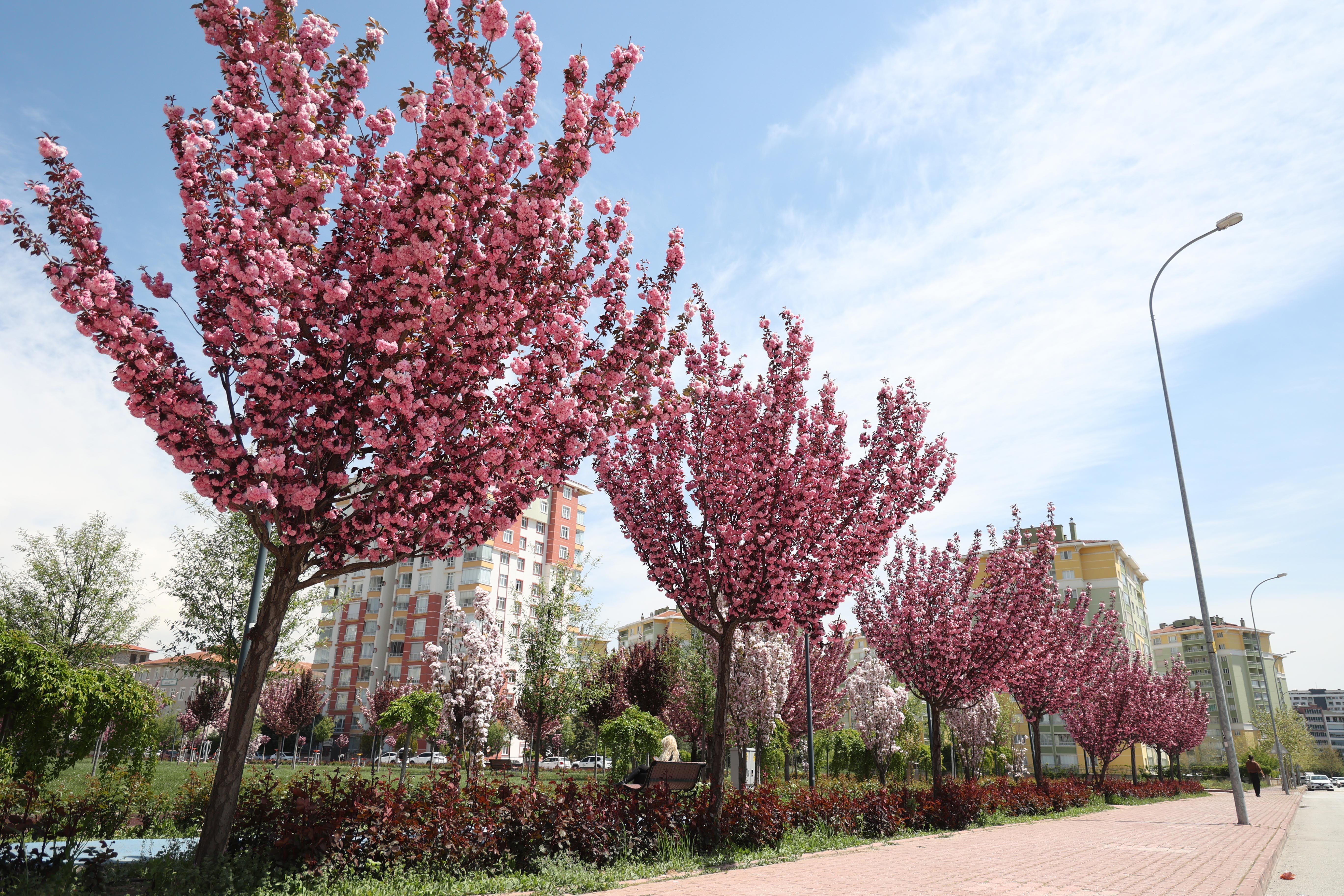 sakuralar-icin-japonyaya-gitmenize-gerek-yok-konyada-sakura-mevsimi-basladi-011.jpg
