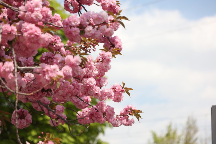 sakuralar-icin-japonyaya-gitmenize-gerek-yok-konyada-sakura-mevsimi-basladi-013.jpg