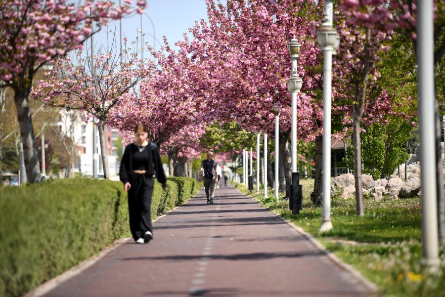 sakuralar-icin-japonyaya-gitmenize-gerek-yok-konyada-sakura-mevsimi-basladi-014.jpg