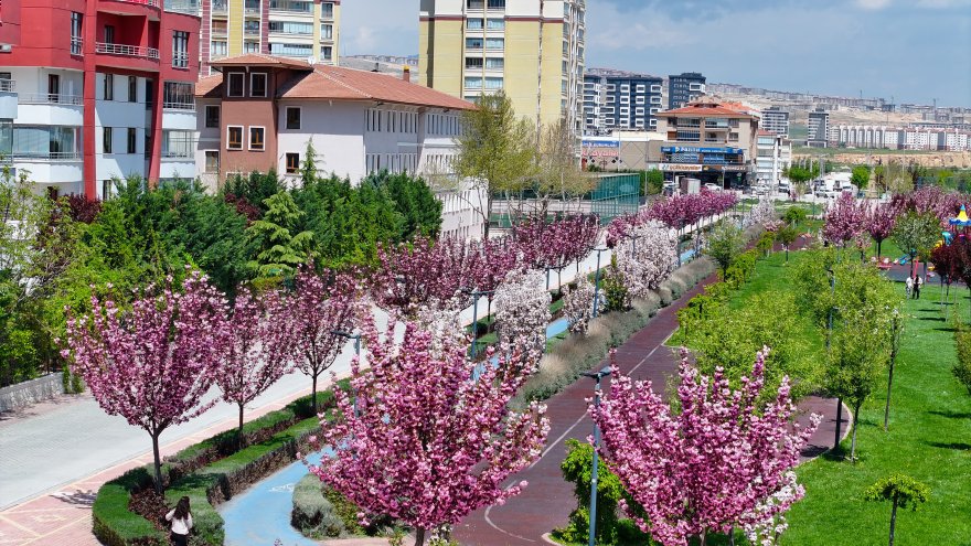 sakuralar-icin-japonyaya-gitmenize-gerek-yok-konyada-sakura-mevsimi-basladi-018.jpg