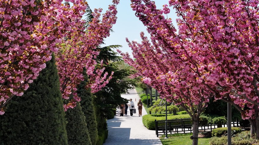 sakuralar-icin-japonyaya-gitmenize-gerek-yok-konyada-sakura-mevsimi-basladi-019.jpg