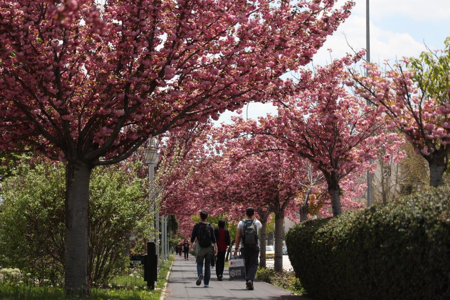 sakuralar-icin-japonyaya-gitmenize-gerek-yok-konyada-sakura-mevsimi-basladi-021.jpg