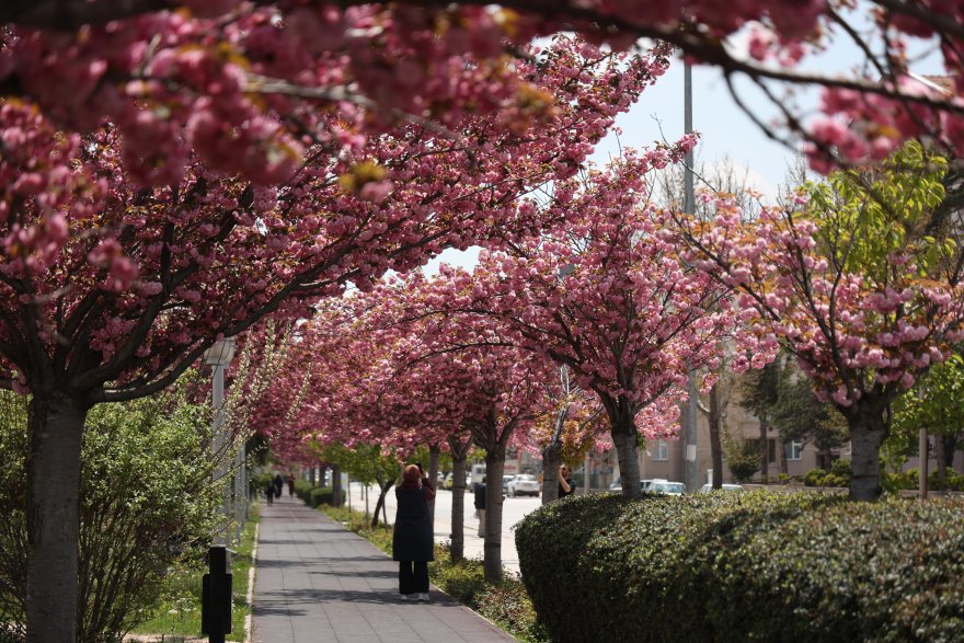 sakuralar-icin-japonyaya-gitmenize-gerek-yok-konyada-sakura-mevsimi-basladi.jpg