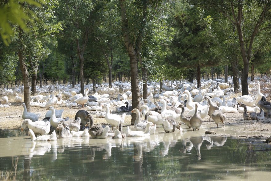 torku-ormanlari-ekosistemi-canlandiriyor.jpg